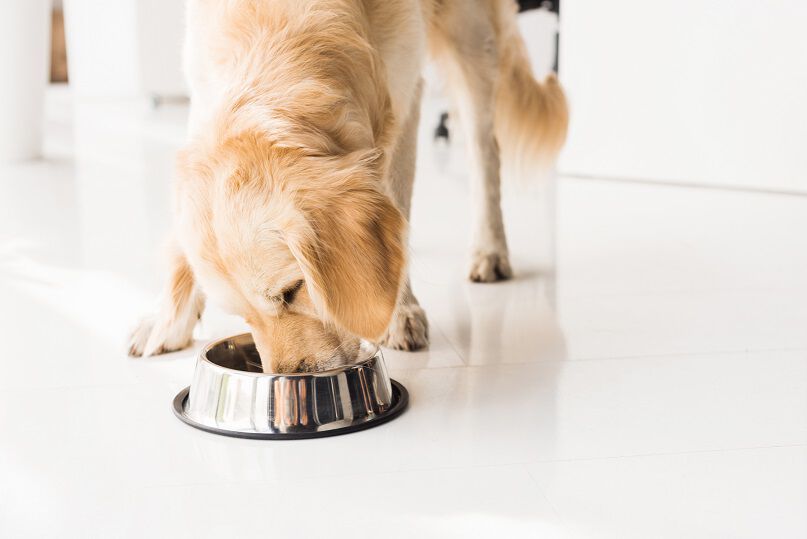 A golden retriever eating from a metal bowl on a white floor.